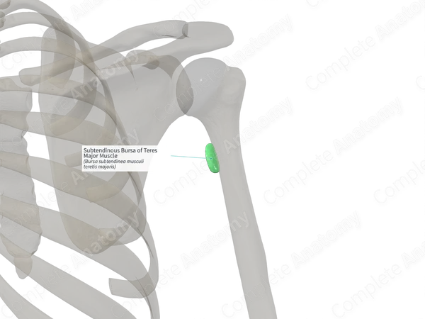 Subtendinous Bursa of Teres Major Muscle (Left)