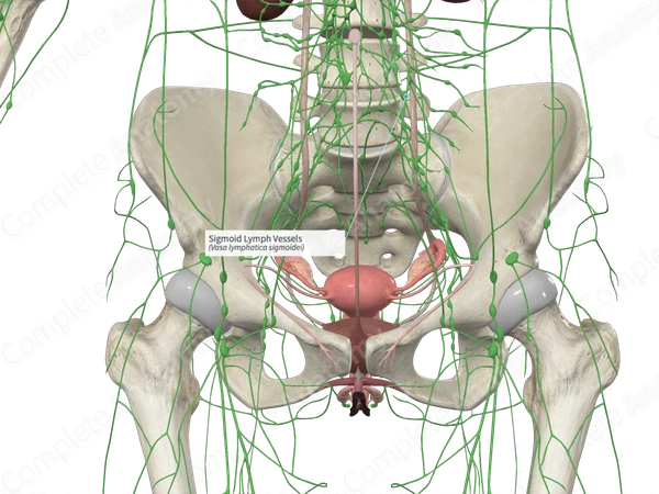 Sigmoid Lymph Vessels
