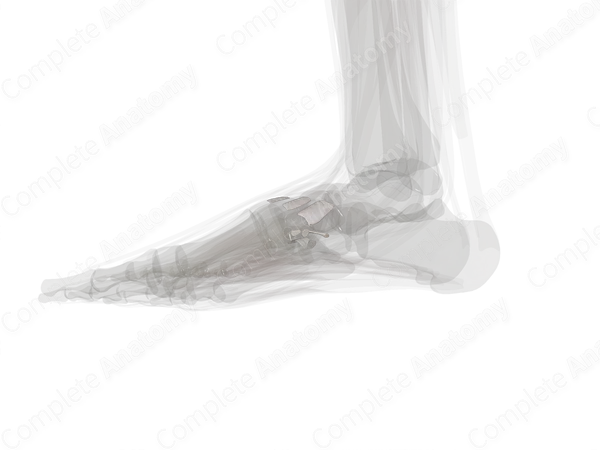 Intercuneiform & Cuneocuboid Joints (Left)