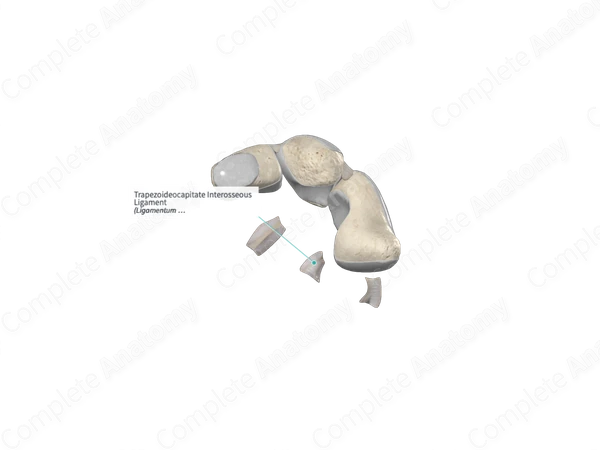Trapezoideocapitate Interosseous Ligament 