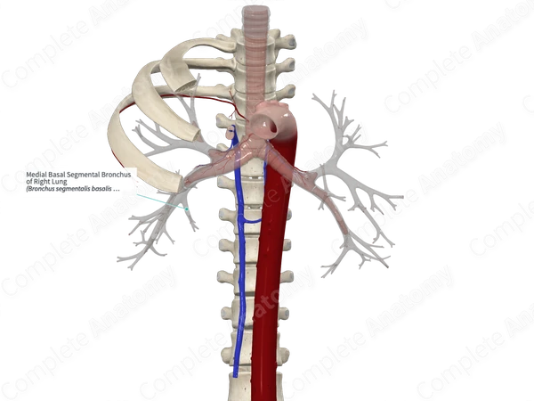 Medial Basal Segmental Bronchus of Right Lung