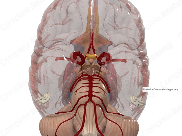 Posterior Communicating Artery