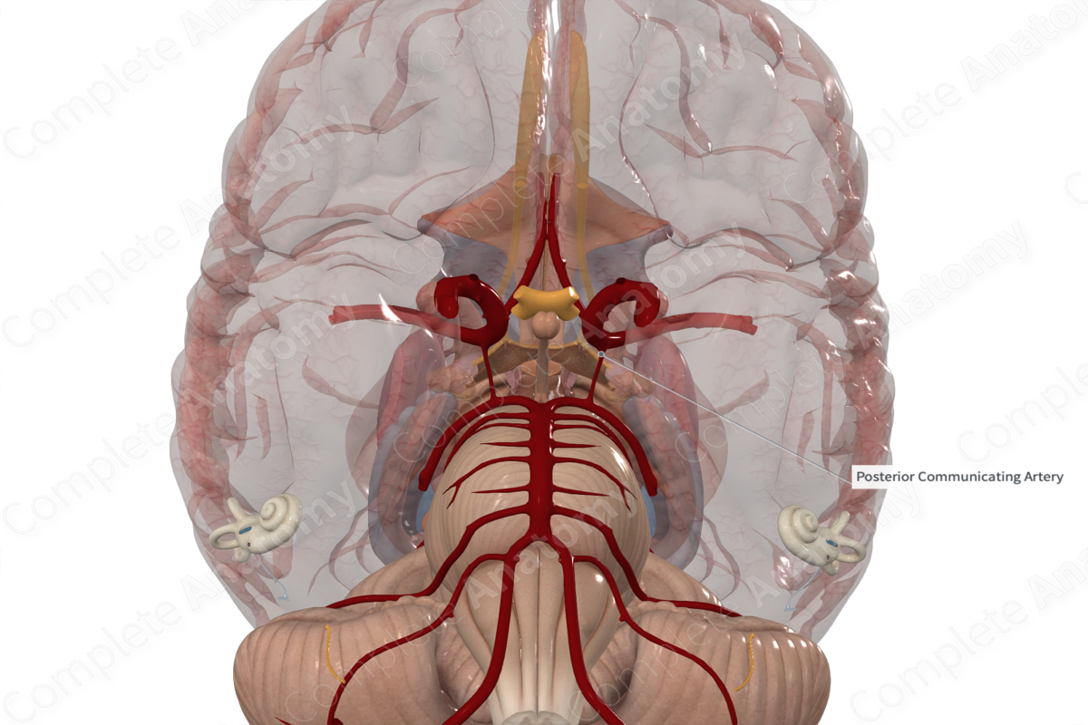 Posterior Communicating Artery 