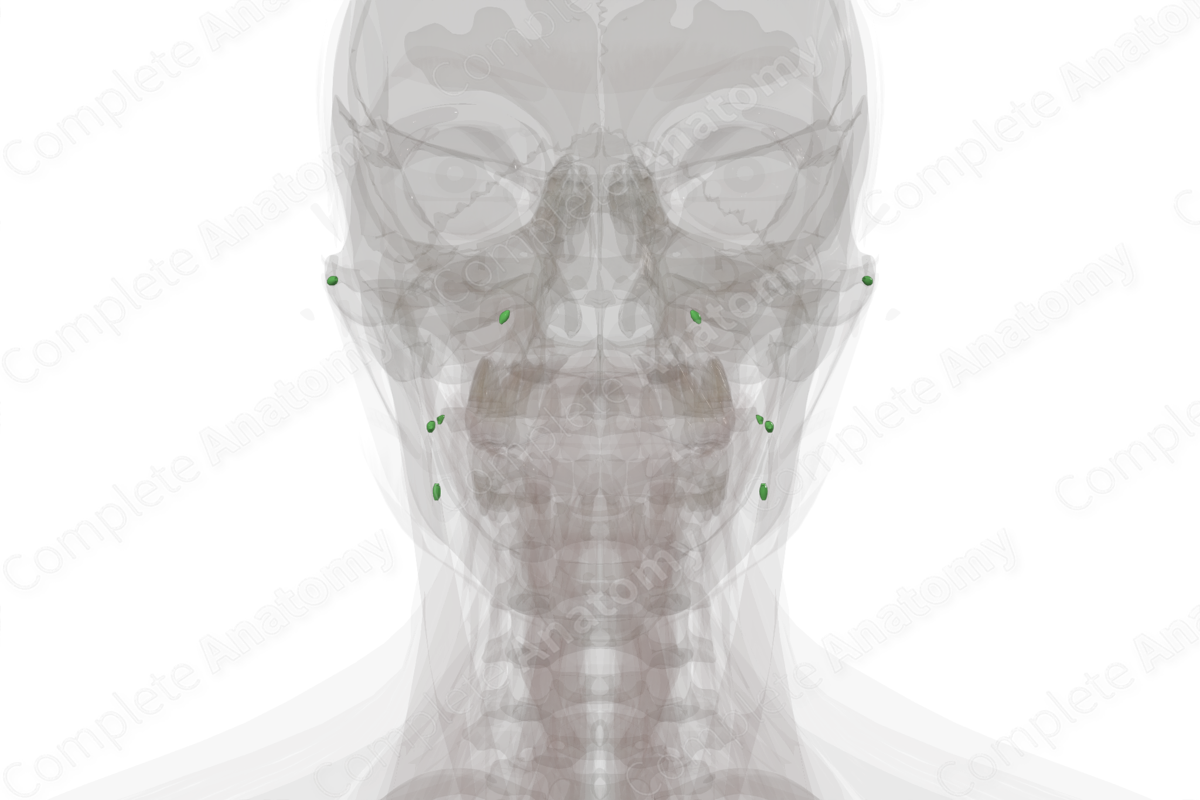 Facial Nodes | Complete Anatomy