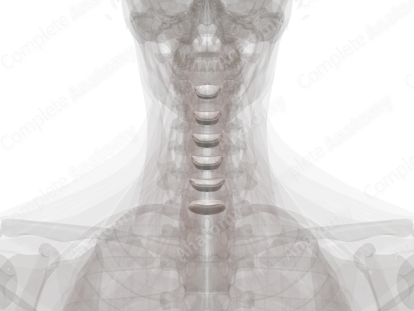 Intervertebral Symphysis (Cervical)