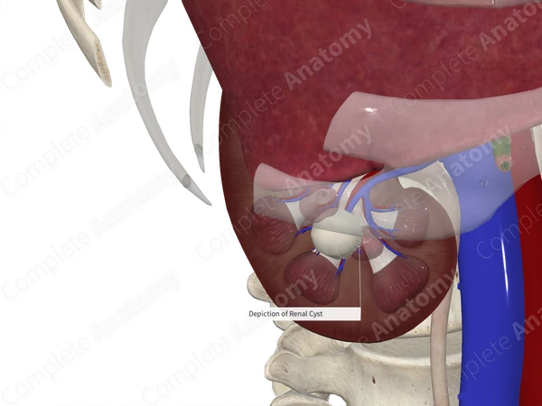Renal Pyramid (Anterior Part; Right)