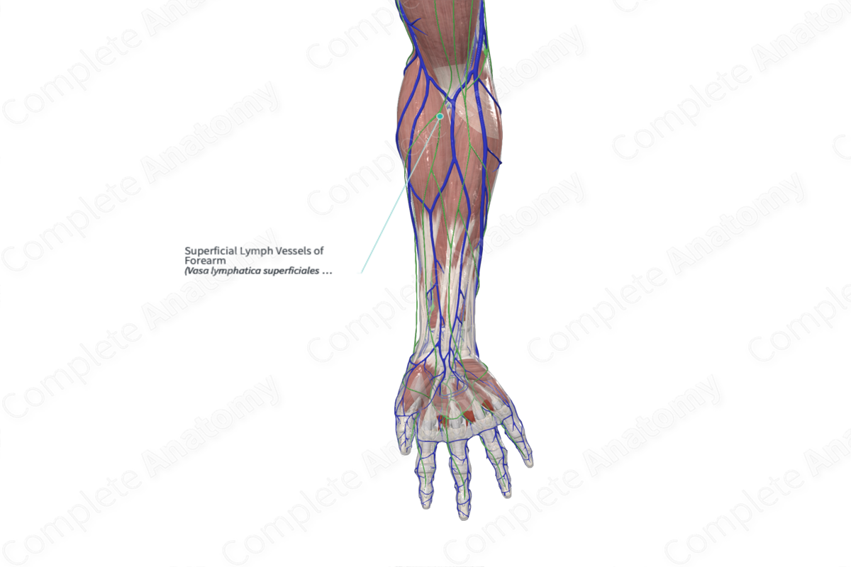 Superficial Lymph Vessels of Forearm 