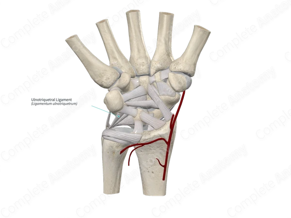 Ulnotriquetral Ligament 