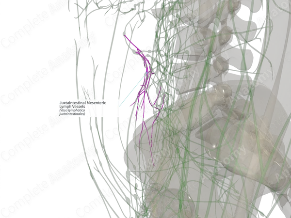 Juxtaintestinal Mesenteric Lymph Vessels