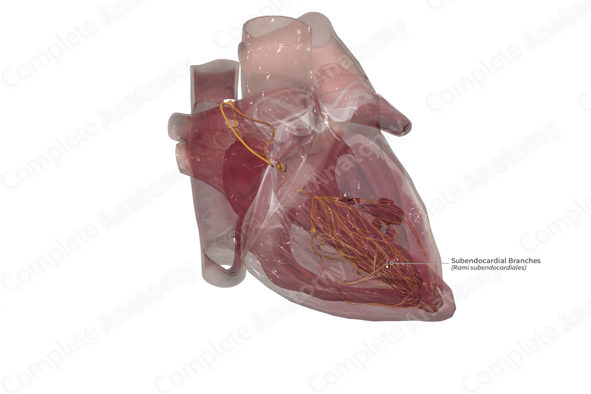 Subendocardial Branches 