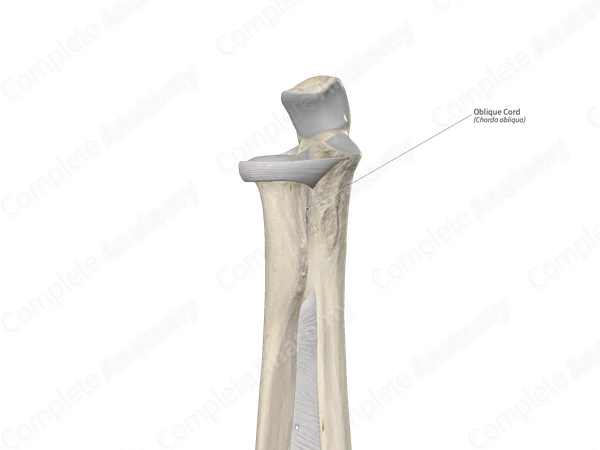 Oblique Cord