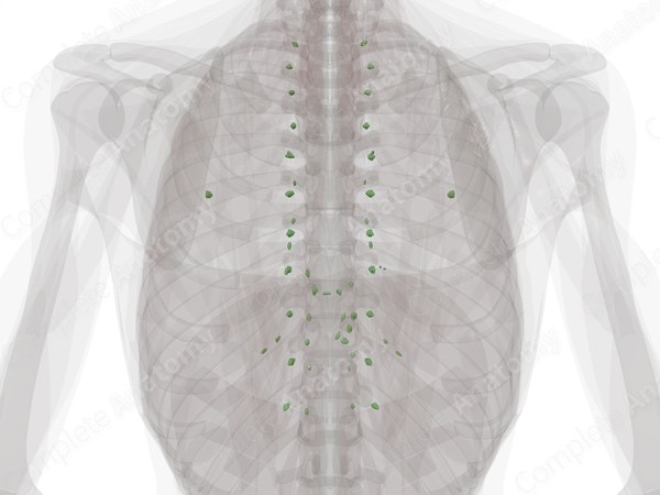 Parietal Thoracic Lymph Nodes