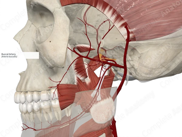 Buccal Artery
