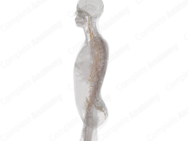Thoracolumbar Part of Autonomic Division