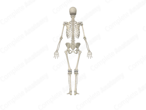Skeletal System