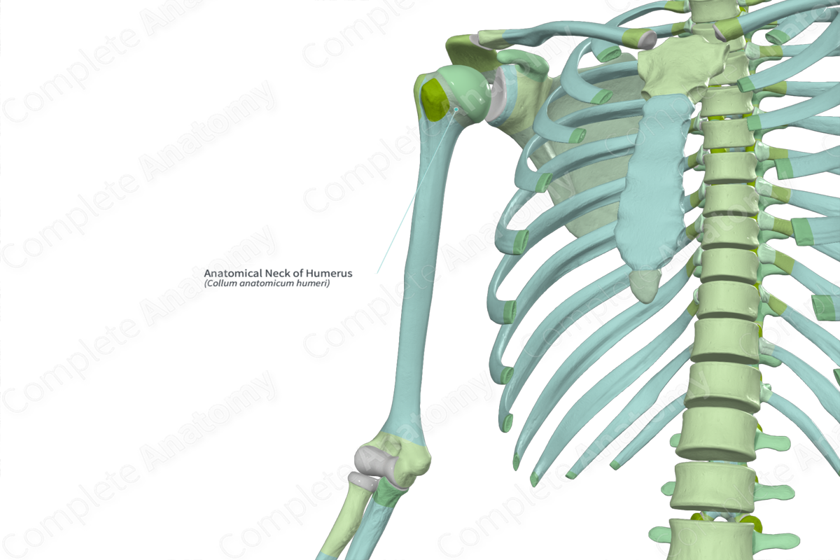 Anatomical Neck of Humerus