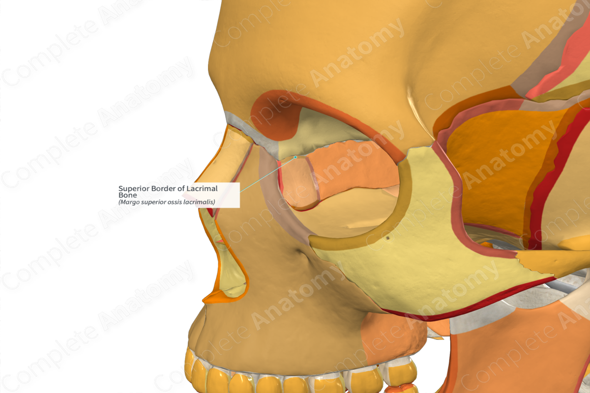Superior Border of Lacrimal Bone