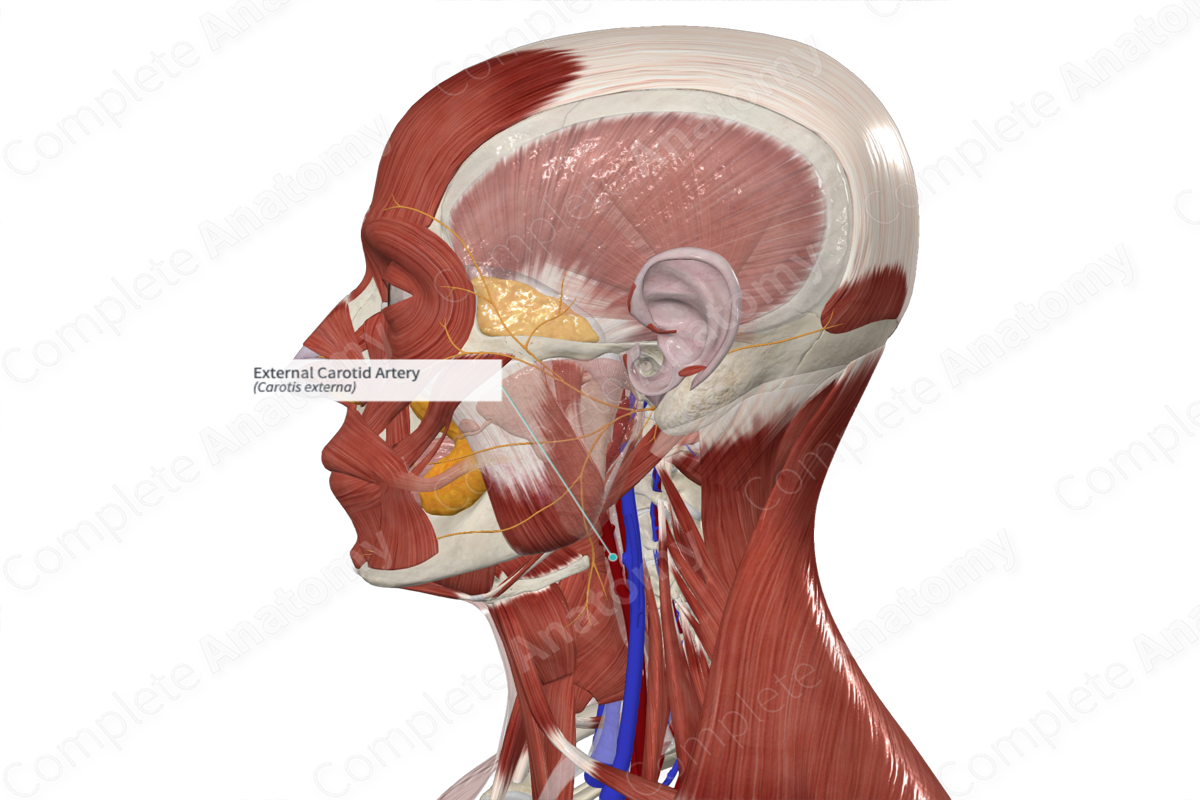 External Carotid Artery 