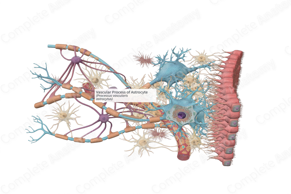 Vascular Process of Astrocyte
