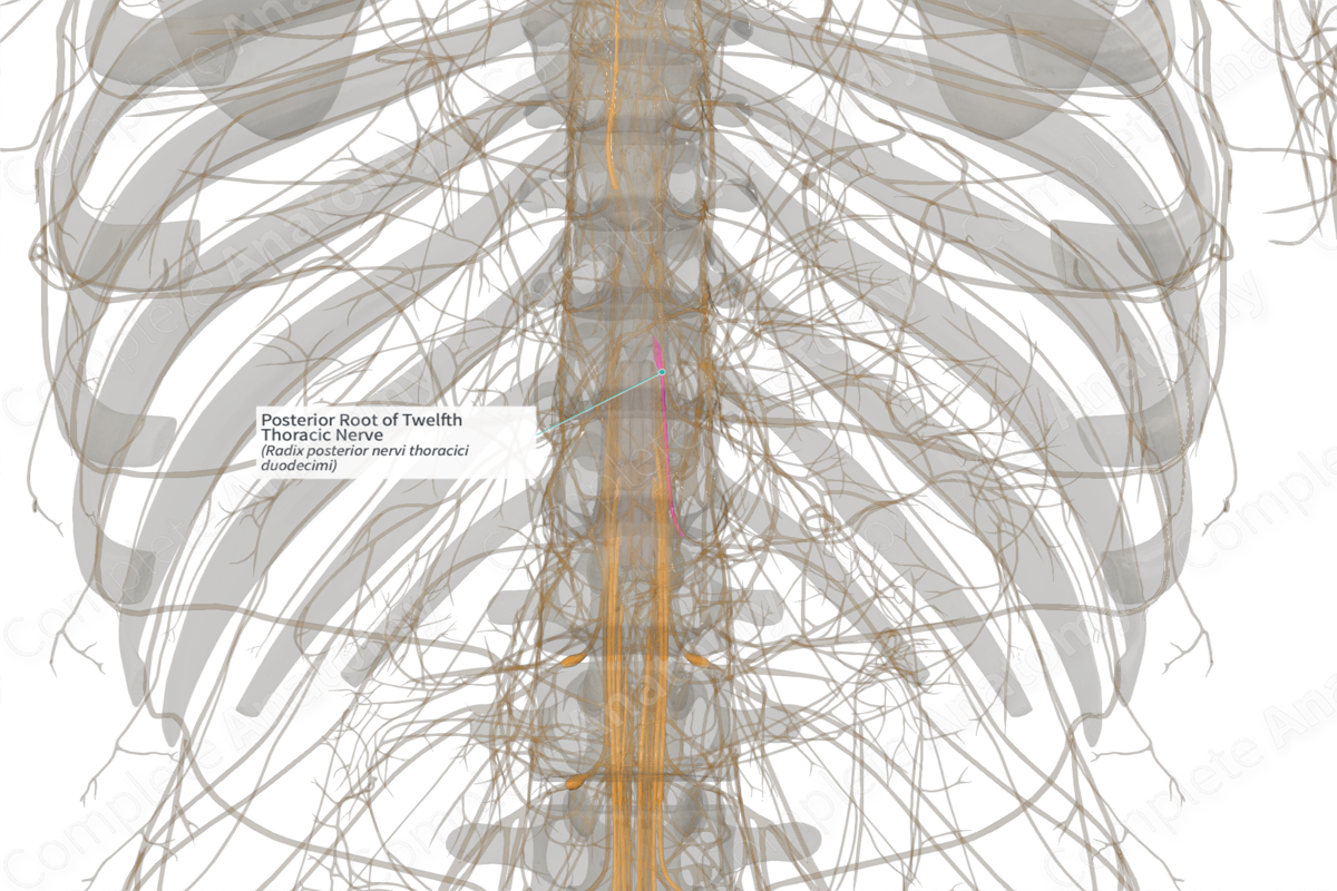 Posterior Root of Twelfth Thoracic Nerve (Left)
