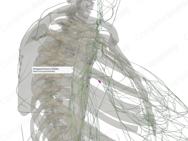 Intrapulmonary Nodes (Right)
