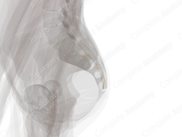 Posterior Rami of Sacral Nerves (Left)