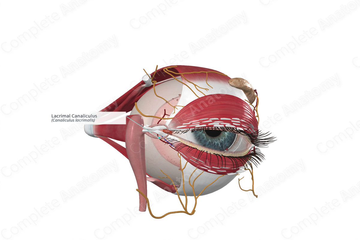 Lacrimal Canaliculus