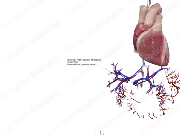 Posterior Right Branch of Hepatic Portal Vein