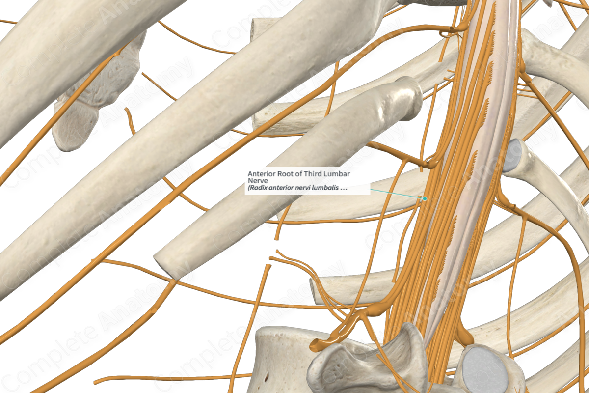 Anterior Root of Third Lumbar Nerve 