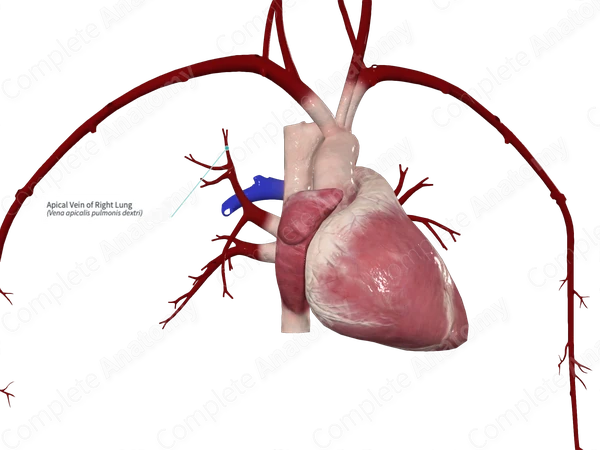 Apical Vein of Right Lung