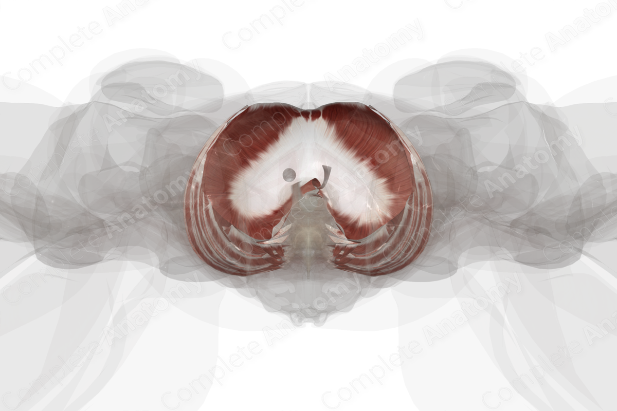 Muscles of Thorax