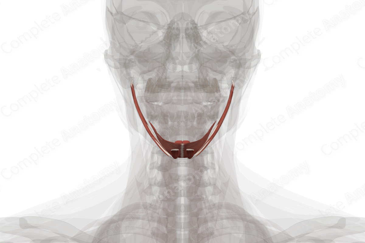 Suprahyoid Muscles