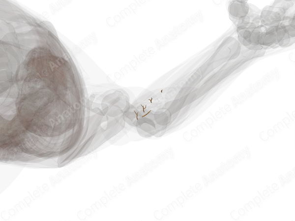 Muscular Branches of Ulnar Nerve (Forearm; Left)