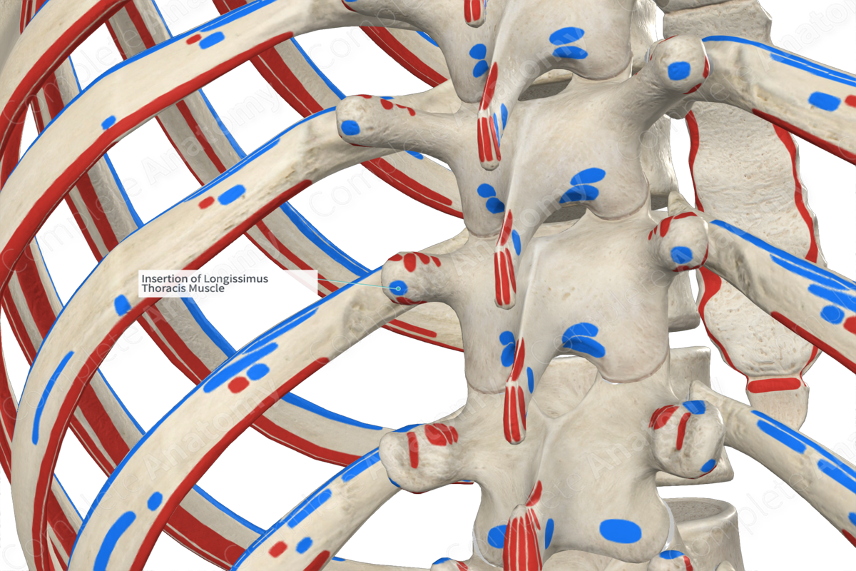 Insertion of Longissimus Thoracis Muscle