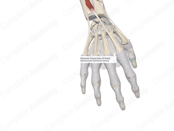 Extensor Expansion of Hand