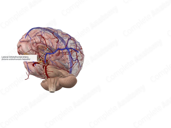 Lateral Orbitofrontal Artery