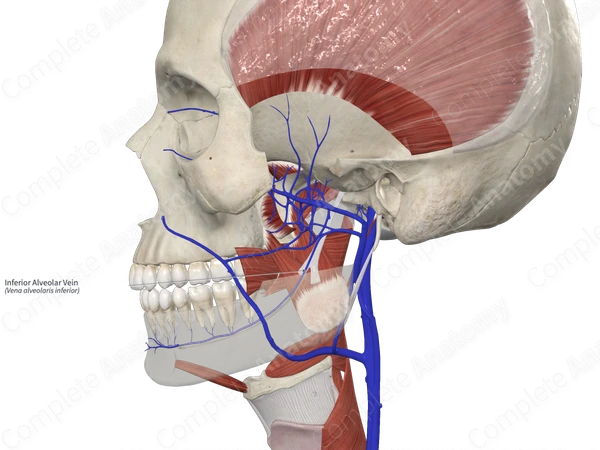 Inferior Alveolar Vein