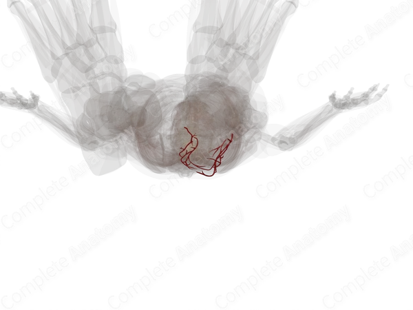 Calcaneal Anastomosis (Left)