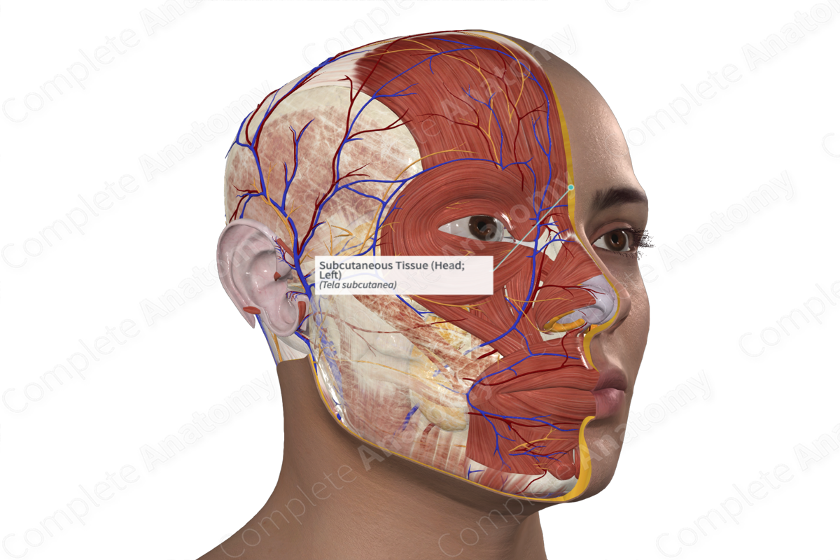 Subcutaneous Tissue (Head; Left)