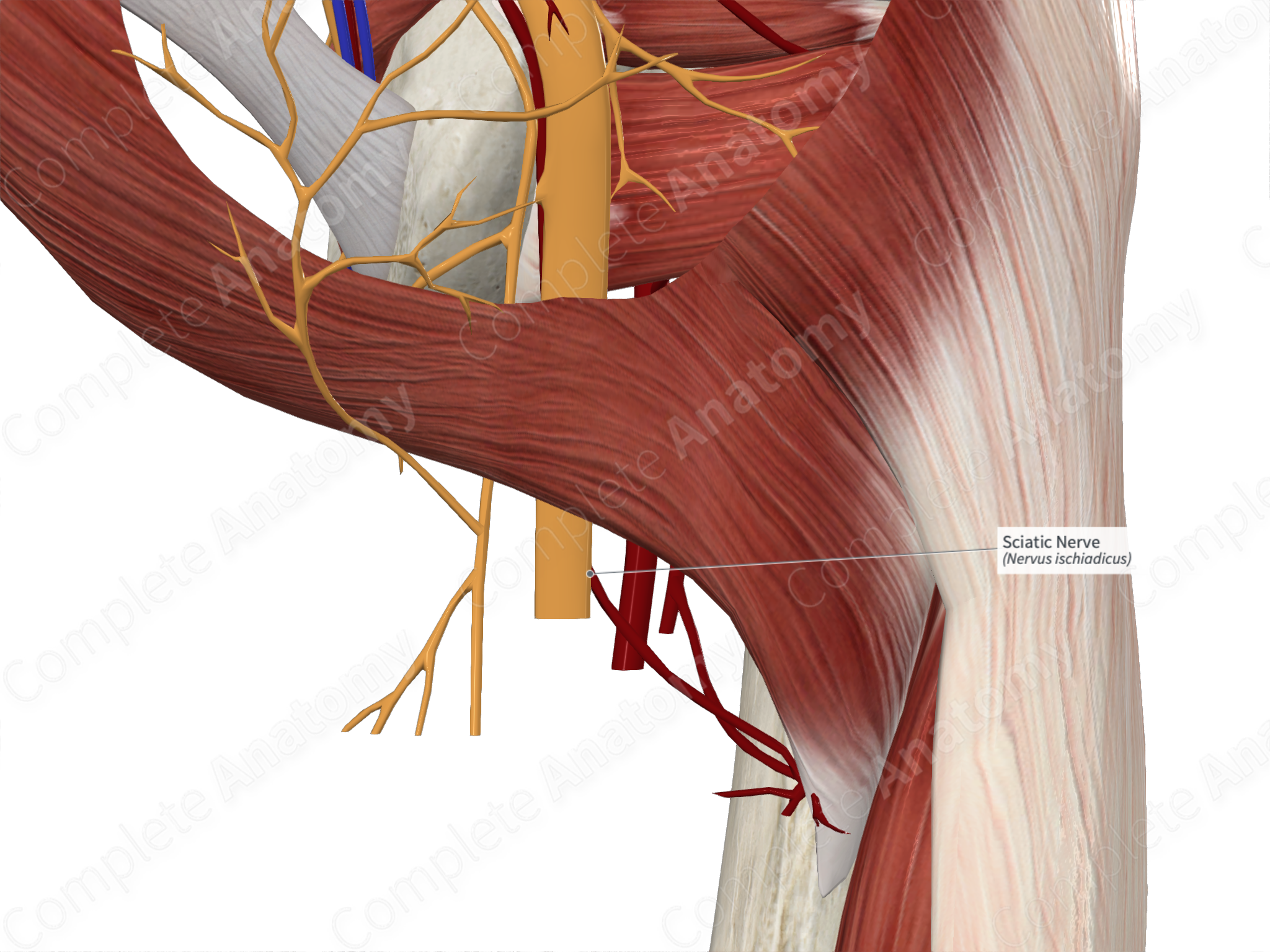 The Sciatic Nerve - Course - Motor - Sensory - TeachMeAnatomy