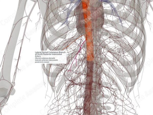 Lateral Dorsal Cutaneous Branch of Ninth Posterior Intercostal Artery (Right)