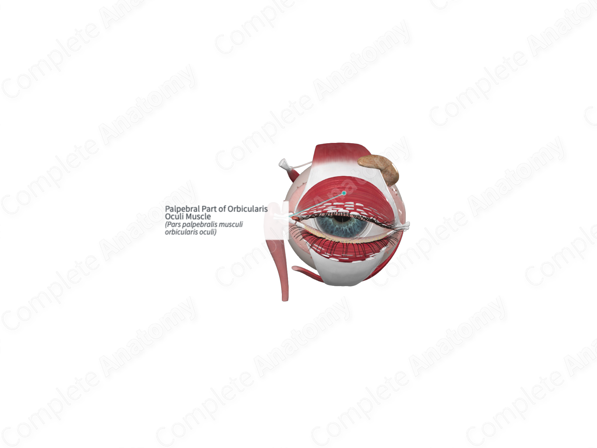 Palpebral Part Of Orbicularis Oculi Muscle Complete Anatomy 