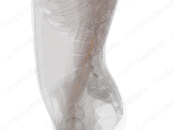 Muscular Branches of Ulnar Nerve (Forearm; Left)