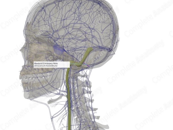 Mastoid Emissary Vein (Left)