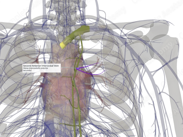 Second Anterior Intercostal Vein (Right)