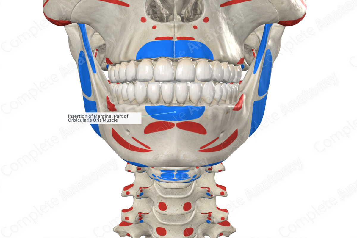 Insertion of Marginal Part of Orbicularis Oris Muscle Complete