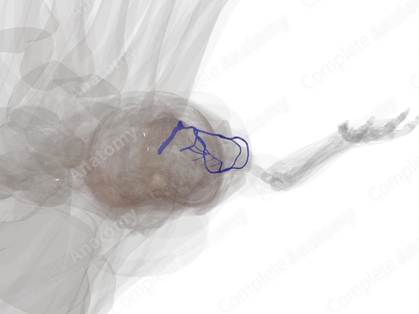 Deep Veins of Femoral Region (Left)