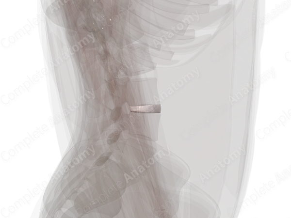 Intervertebral Disc (L3-L4)