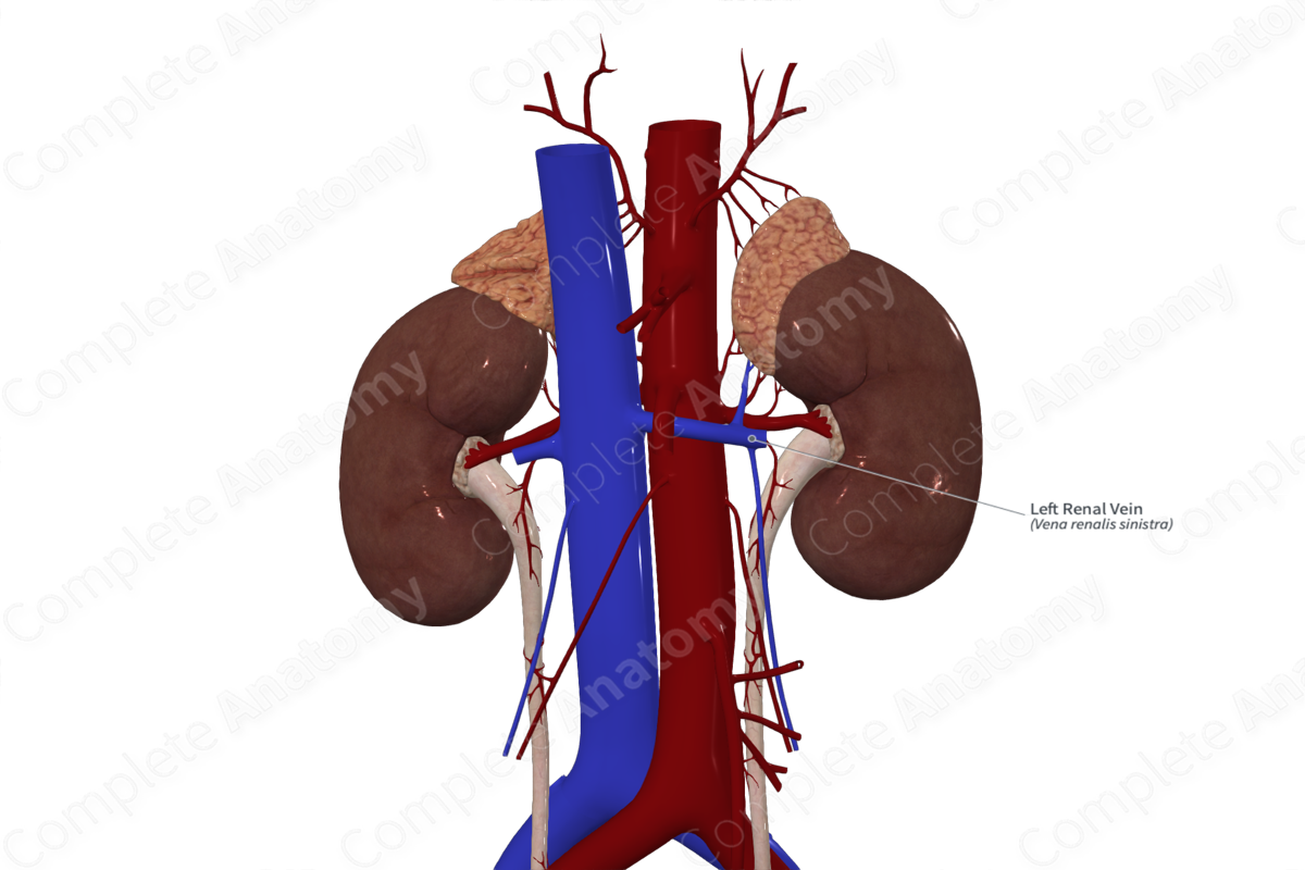 Left Renal Vein