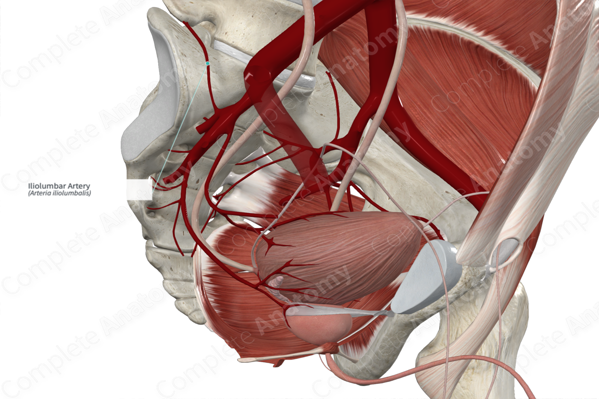 Iliolumbar Artery 